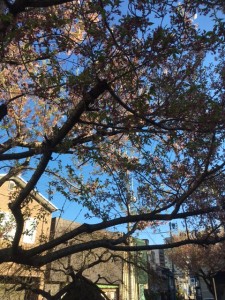 2017-4-18 辰巳の庭