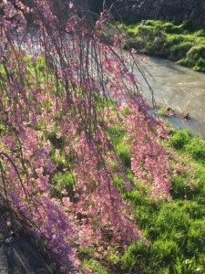 2017-4-18 女鳥羽川枝垂れ桜