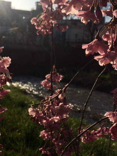 2017-4-18 女鳥羽川枝垂れ桜２