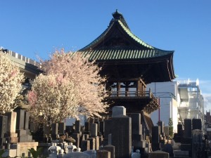 201704018 旧念来時桜