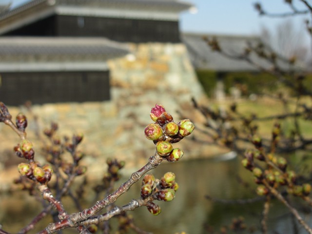 国宝松本城　太鼓門東側桜