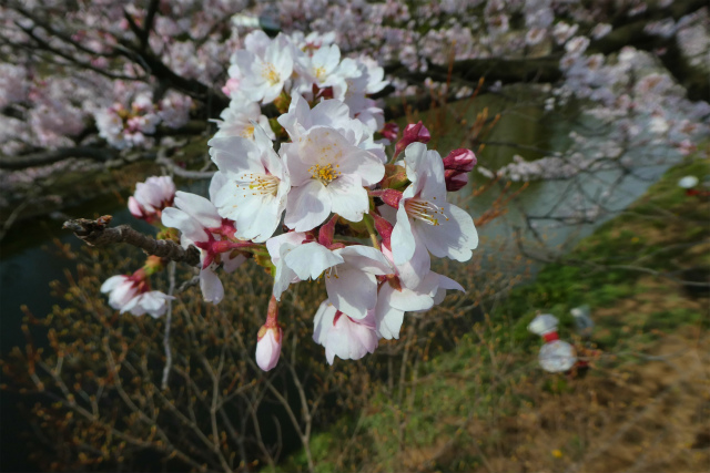 綺麗に咲いています