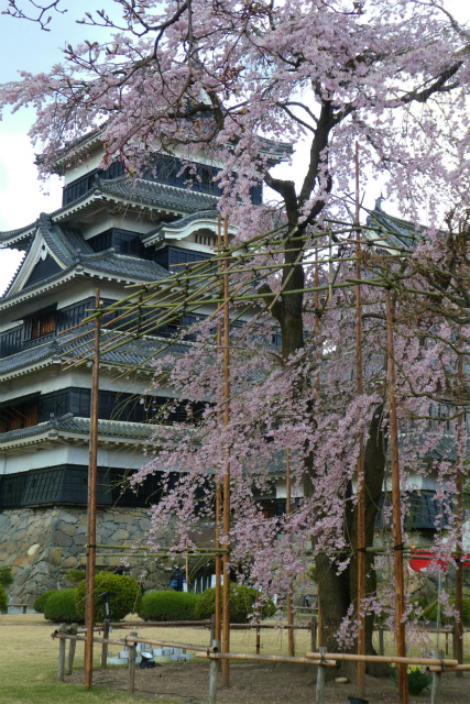 清正公 駒つなぎの桜