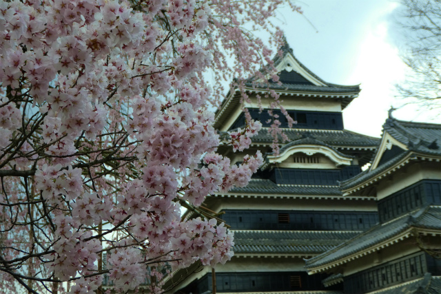 お城と桜 これぞ松本の代名詞