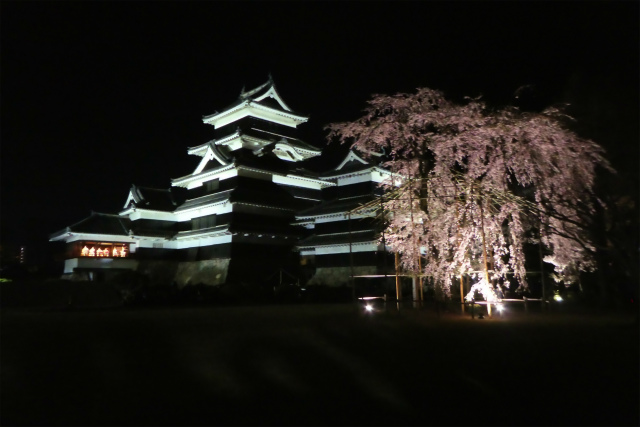 ライトアップされたお城と夜桜　何とも言えません