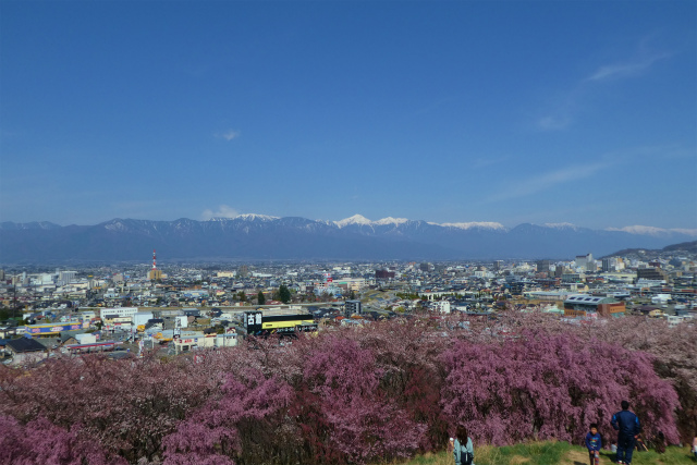 この景色を男の子が桜の海と呼んでいました