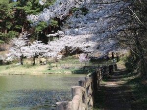 写真２　ソウガ平