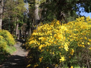 広沢寺参道山吹