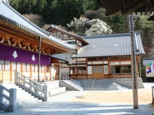 広沢寺本堂桜