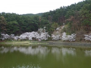 桜③２０１７０４２１