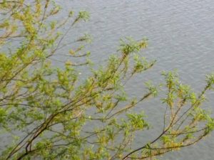 千鹿頭池新緑縮小版