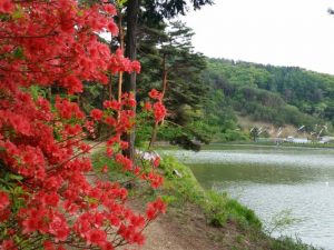 千鹿頭山のつつじ