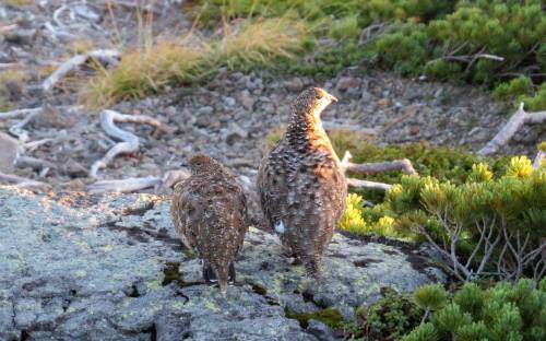 20270071_980445142095069_377212548_n