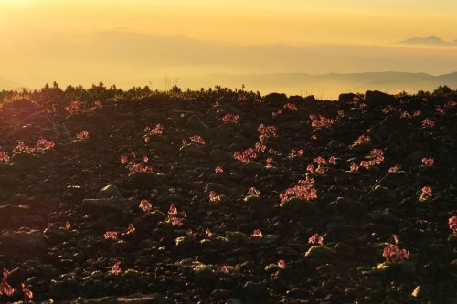 20289923_980445138761736_1498465921_n