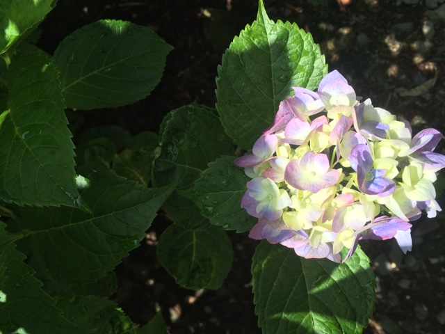 ユルゲグリューテス