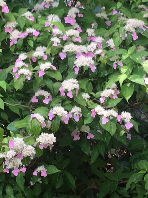 桃色山アジサイ