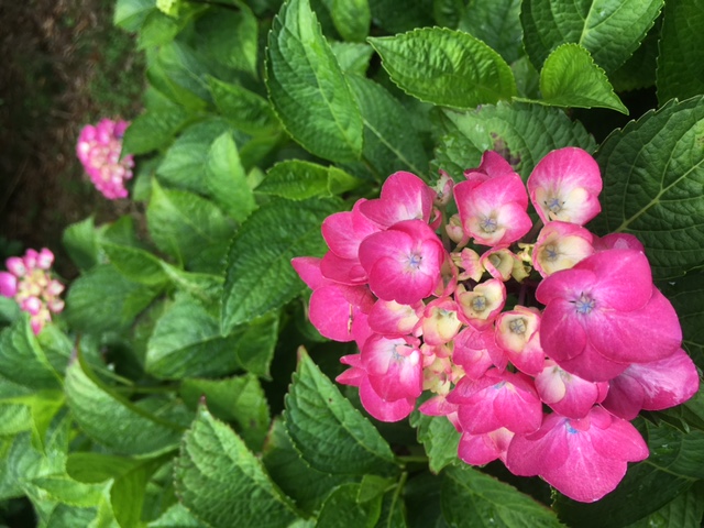 マジカルガーネット