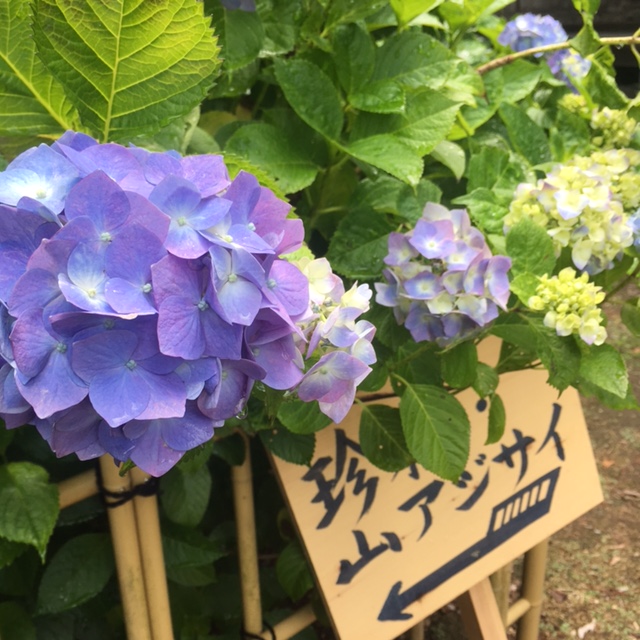 珍種・山アジサイの←看板