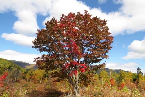 22407649_1027562497383333_768276677_n