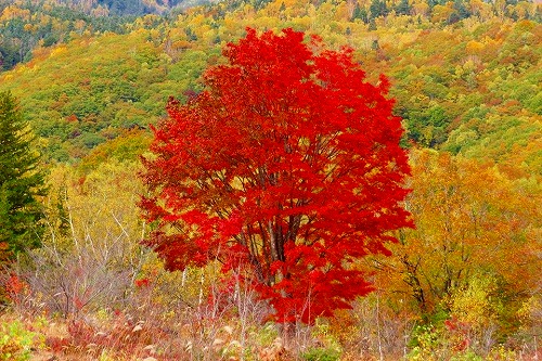 22497656_1029094650563451_1286284990_n