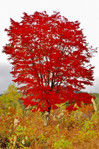 22500714_1029094643896785_1261854518_n