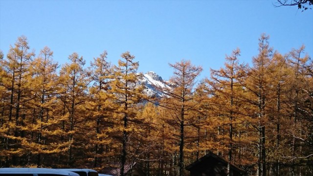 カラマツの紅葉