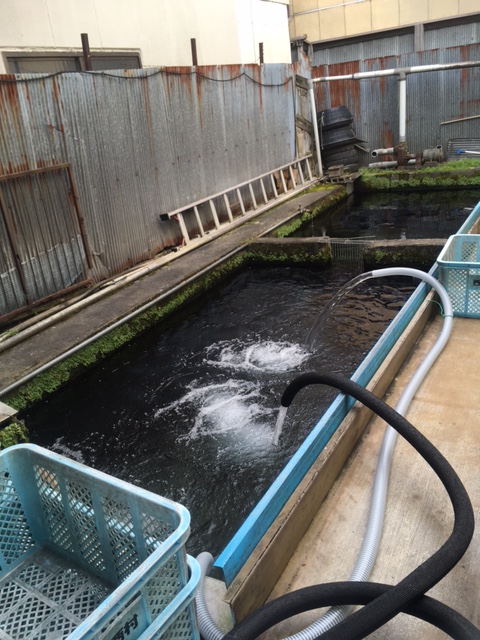 西村淡水魚店鯉の症職場