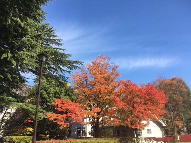 2017-11-1-あがたの森１