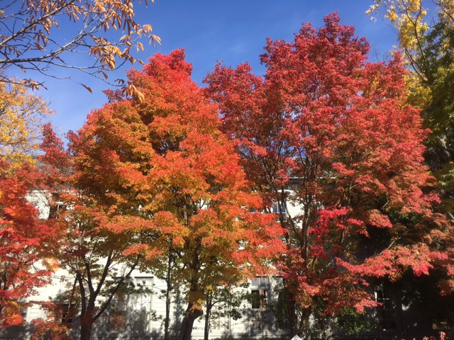 2017-11-1-あがたの森２