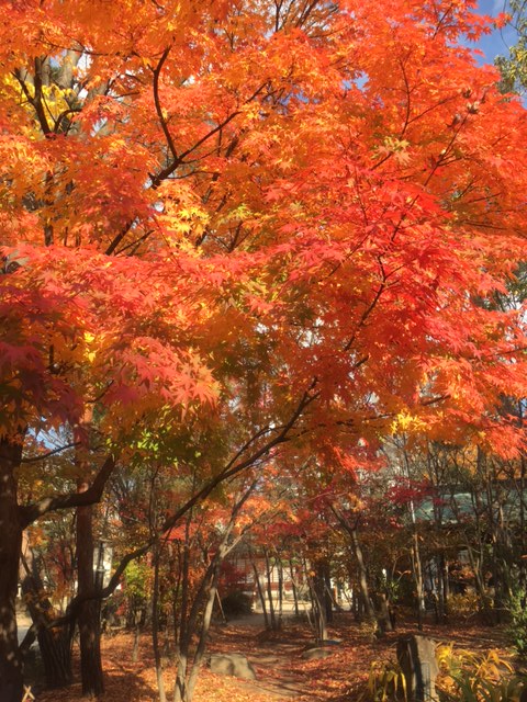 紅葉の小路