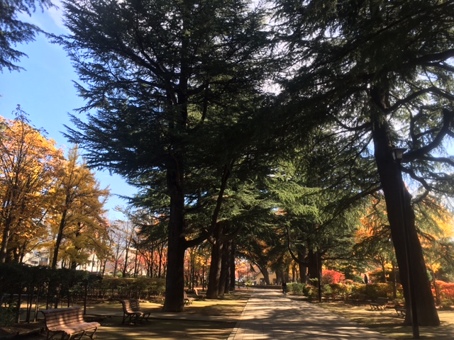 ヒマラヤ杉並木