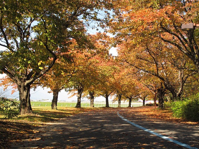 信州スカイパーク 花のプロムナードゾーン